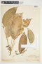 Philodendron inaequilaterum image