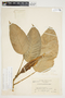 Philodendron inaequilaterum image