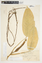 Philodendron inaequilaterum image