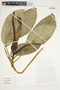 Philodendron inaequilaterum image