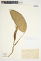 Philodendron inaequilaterum image