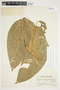 Philodendron inaequilaterum image