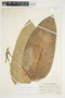 Philodendron inaequilaterum image