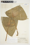 Philodendron inaequilaterum image
