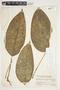 Philodendron inaequilaterum image