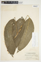 Philodendron inaequilaterum image