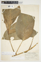 Philodendron inaequilaterum image