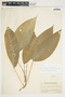 Philodendron inaequilaterum image