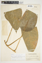 Philodendron inaequilaterum image