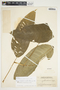 Philodendron inaequilaterum image