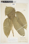 Philodendron inaequilaterum image
