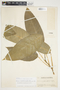 Philodendron inaequilaterum image