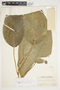 Philodendron inaequilaterum image