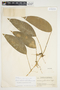 Philodendron inaequilaterum image