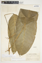 Philodendron inaequilaterum image