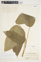 Philodendron inaequilaterum image