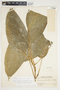 Philodendron inaequilaterum image