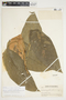 Philodendron inaequilaterum image
