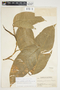 Philodendron inaequilaterum image