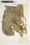 Philodendron inaequilaterum image