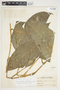 Philodendron inaequilaterum image