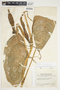 Philodendron inaequilaterum image