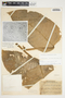 Philodendron inaequilaterum image