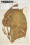 Philodendron inaequilaterum image