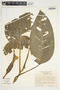 Philodendron inaequilaterum image