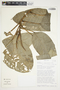 Philodendron inaequilaterum image