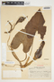 Philodendron hederaceum image