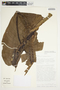 Philodendron advena image