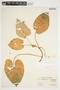 Philodendron hederaceum image