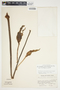 Philodendron jodavisianum image