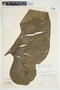 Philodendron jodavisianum image
