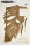 Philodendron jodavisianum image