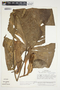 Philodendron jodavisianum image