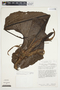 Philodendron jodavisianum image