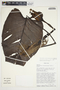 Philodendron jodavisianum image
