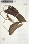 Philodendron jodavisianum image