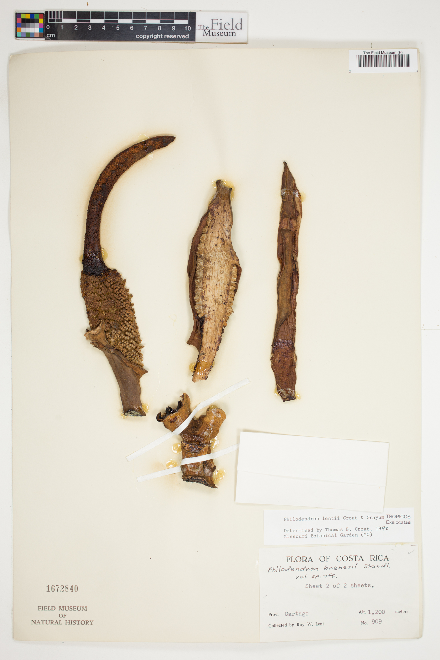 Philodendron lentii image