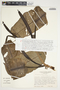 Philodendron ligulatum image
