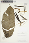 Philodendron ligulatum image