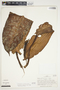 Philodendron ligulatum image