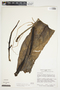 Philodendron ligulatum image