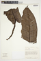 Philodendron ligulatum image