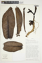 Philodendron ligulatum image