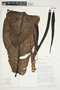 Philodendron ligulatum image