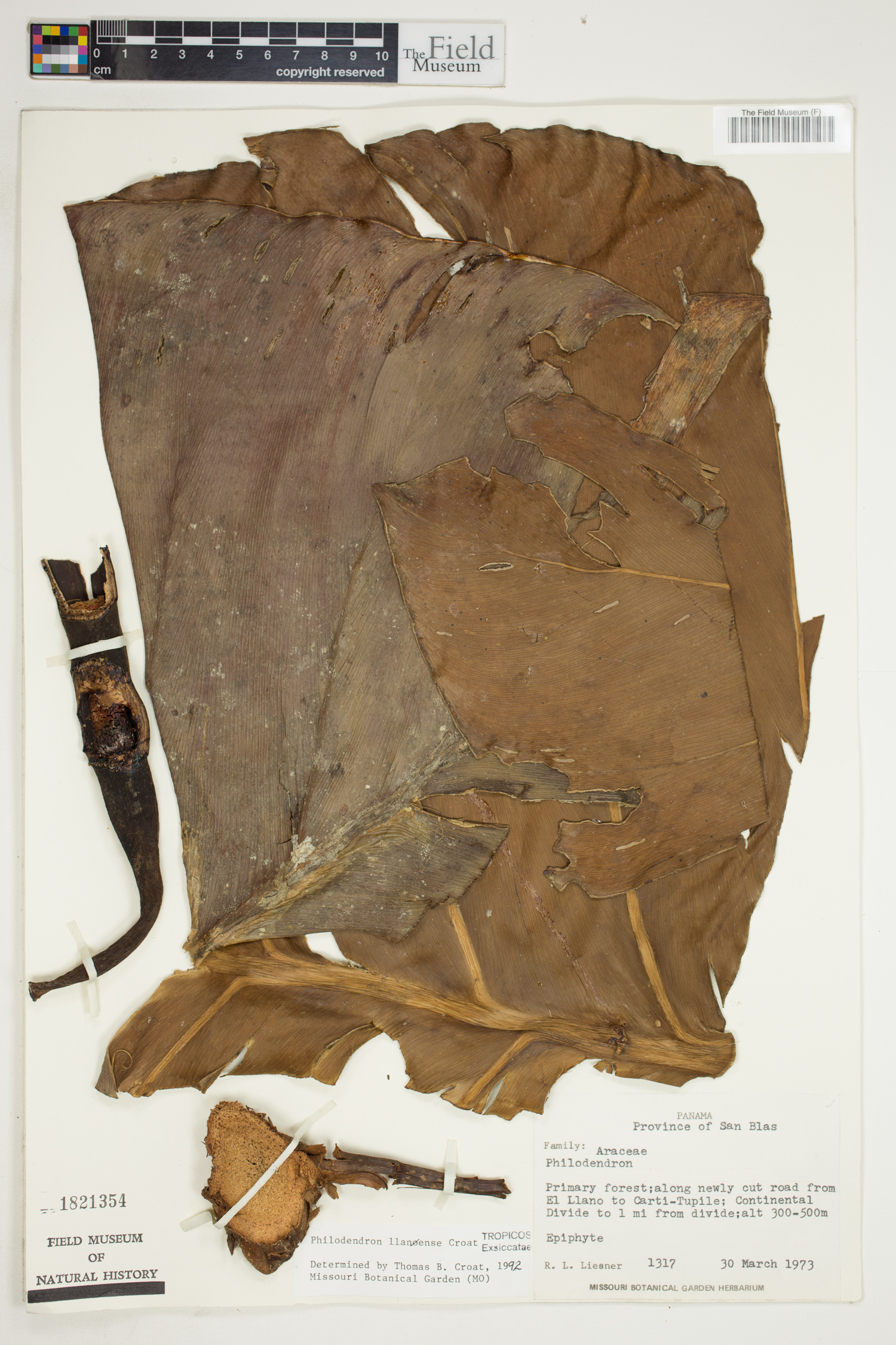 Philodendron llanense image