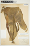 Philodendron mexicanum image